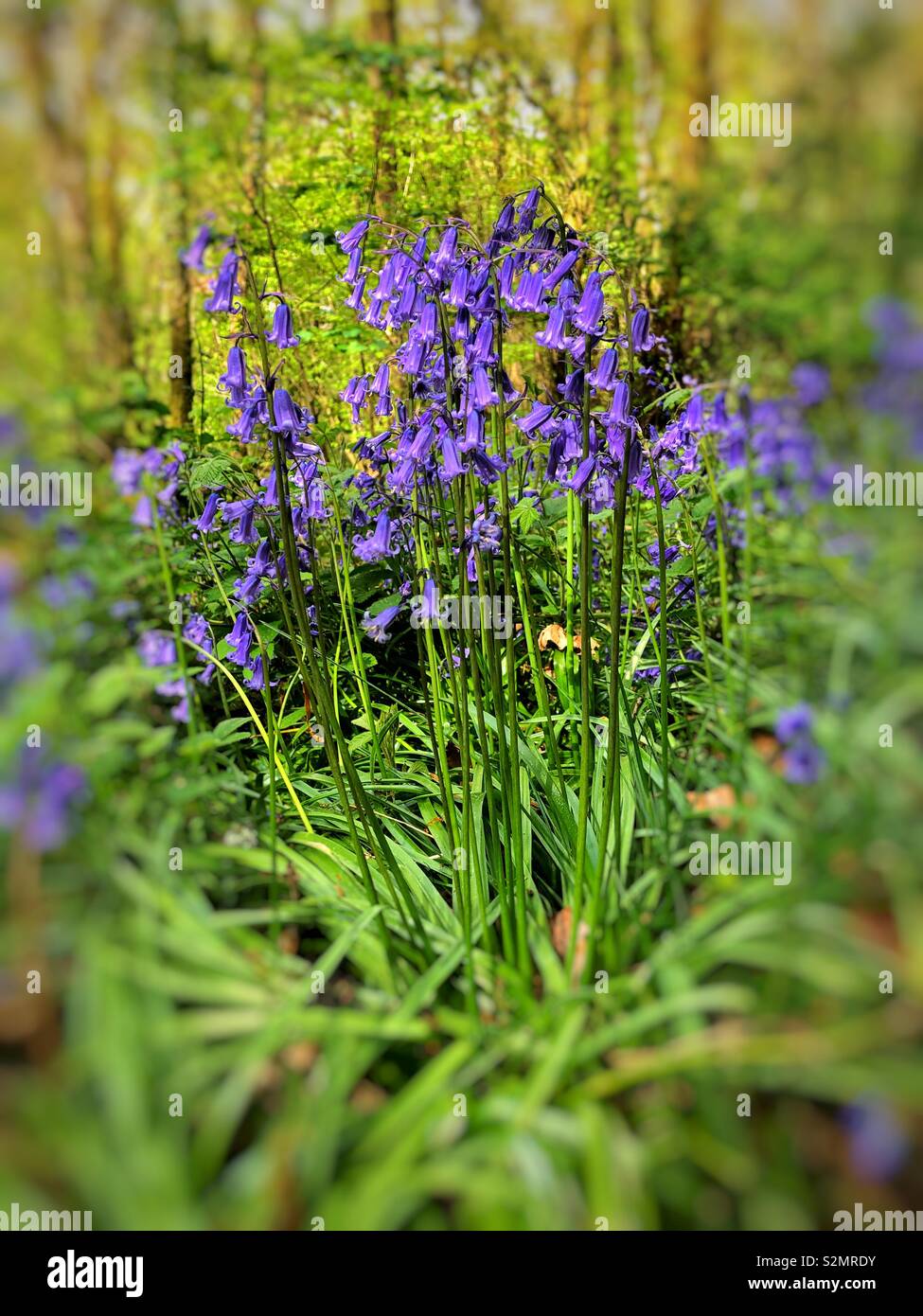 Bluebells crescendo in un bosco di latifoglie nel Galles del Sud, inizio maggio. - Immagine stock catturata con smartphone