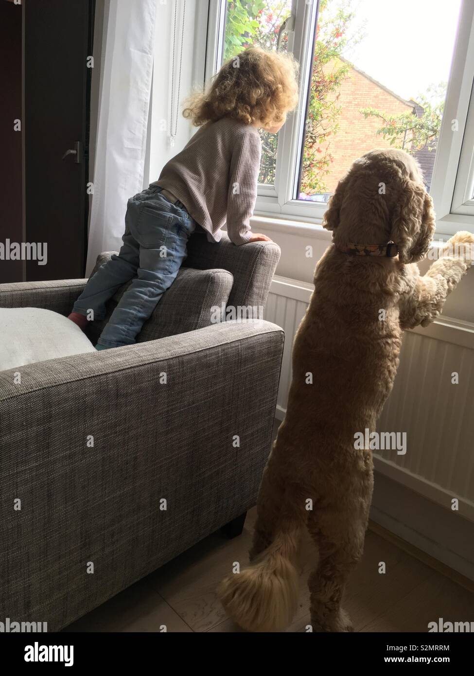 Bimba di tre anni e il cocker spaniel cane guardando fuori della finestra - Immagine stock catturata con smartphone