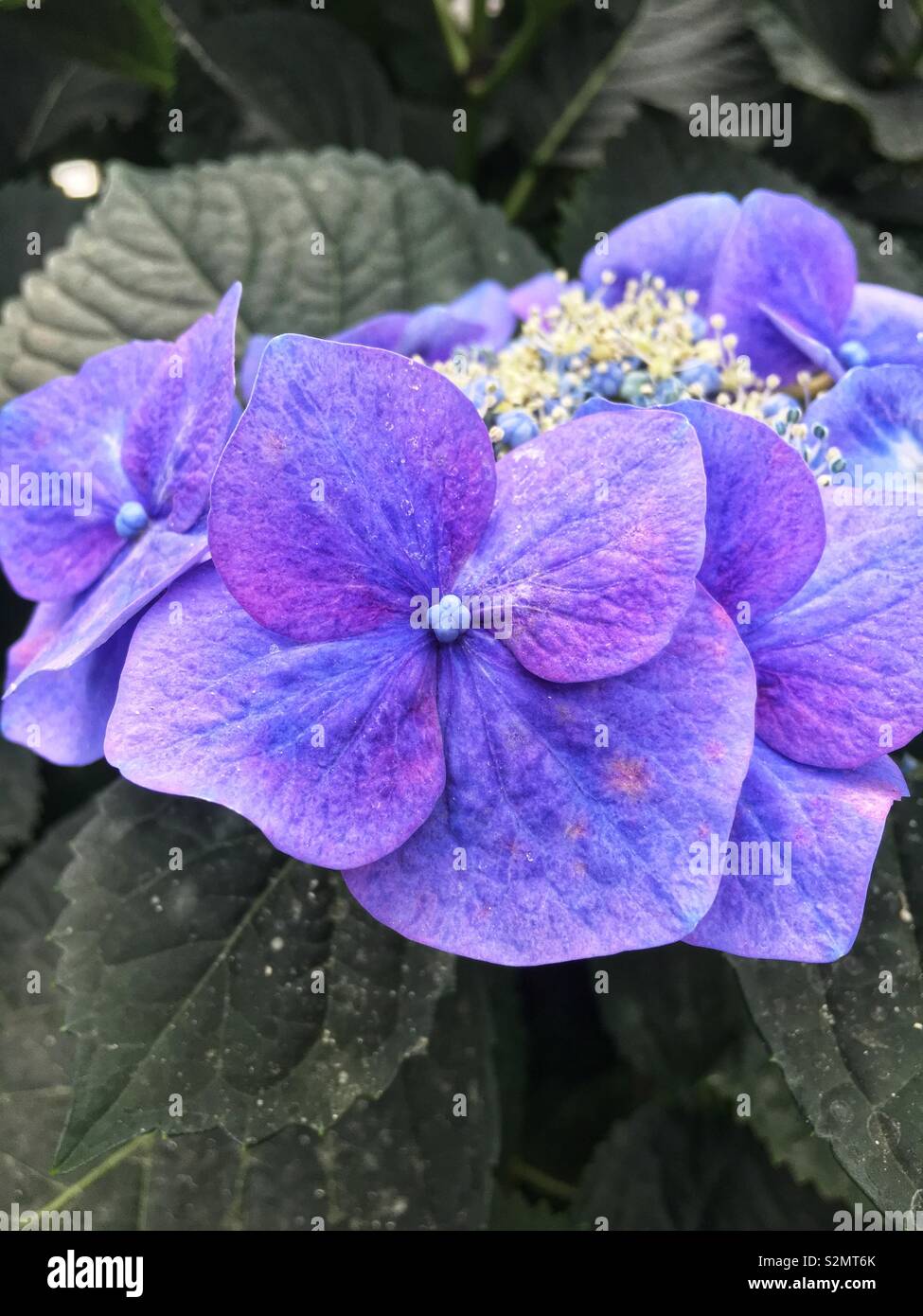 Il tè di lavanda del cielo Hydrangea Serrata fioritura Bush in piena fioritura Closeup Shot. - Immagine stock catturata con smartphone