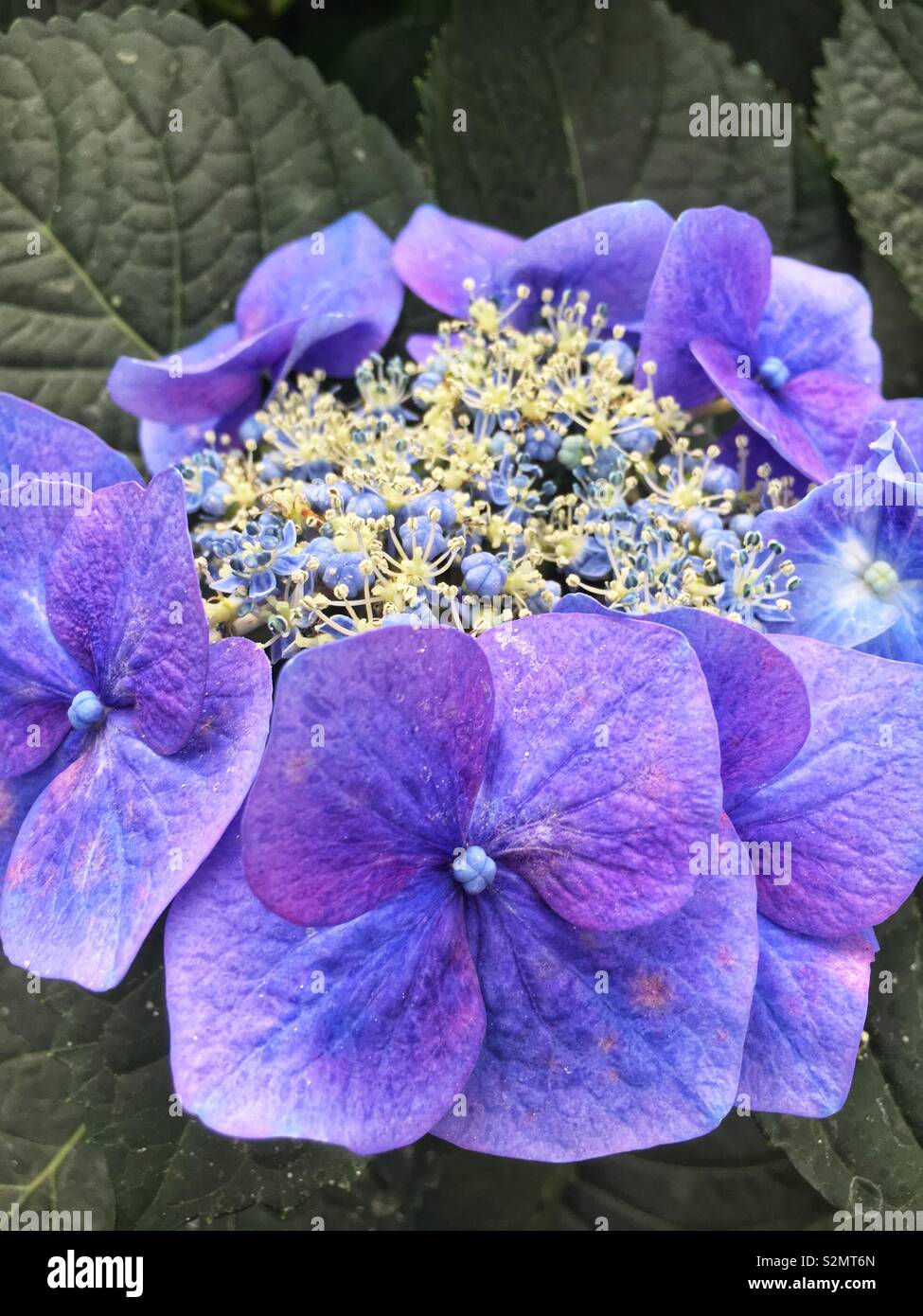 Il tè di lavanda del cielo Hydrangea Serrata fioritura Bush in piena fioritura Closeup Shot. - Immagine stock catturata con smartphone