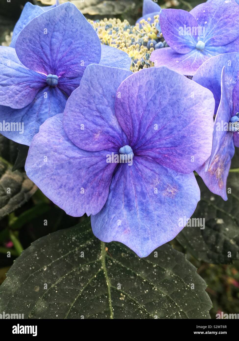 Il tè di lavanda del cielo Hydrangea Serrata fioritura Bush in piena fioritura Closeup Shot. - Immagine stock catturata con smartphone