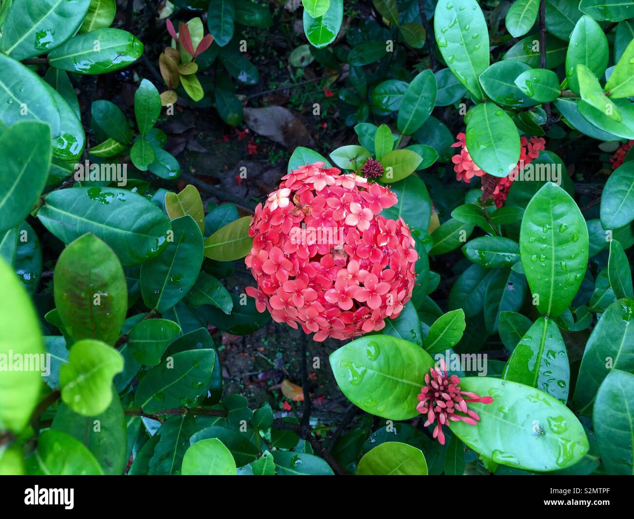 Fiore rosso in mezzo al verde Foto Stock