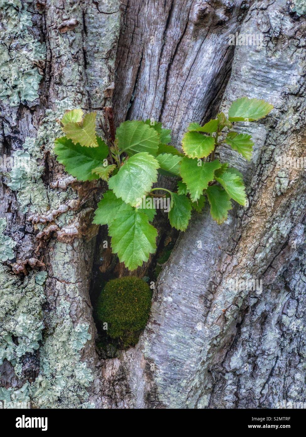 Nuova Crescita di foglie sul tronco del vecchio albero di decadimento Foto Stock