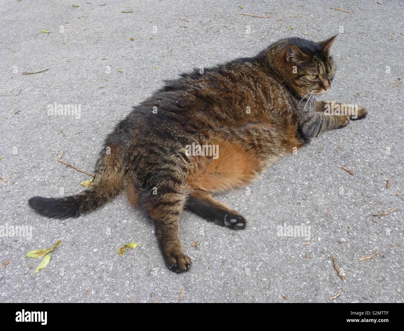 Pigro gatto grasso Foto Stock