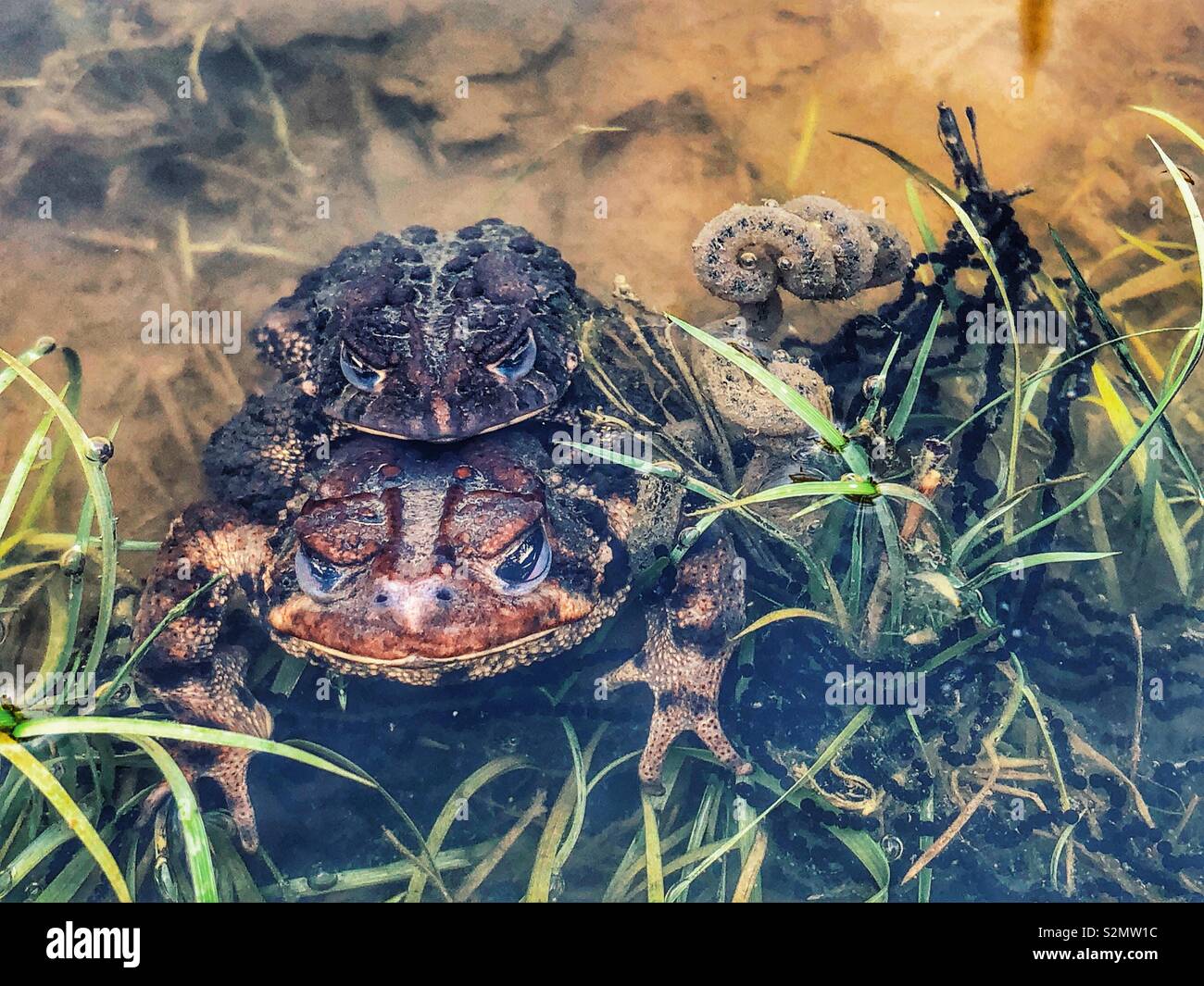 American rospi coniugata in acqua di stagno circondato da catene di uova Foto Stock