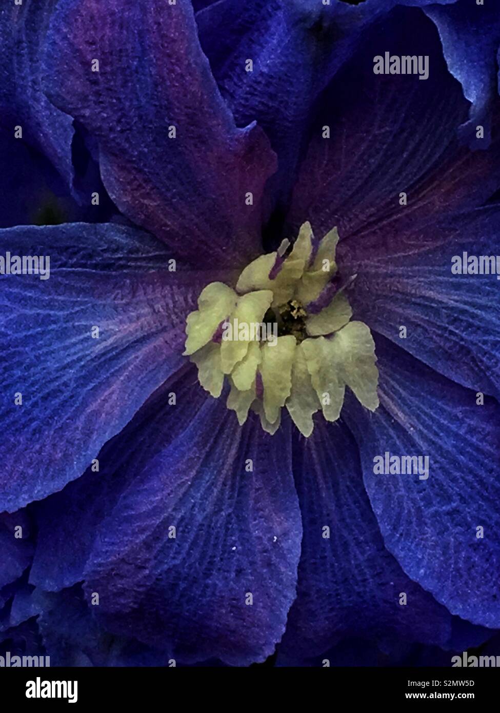 Telaio completo dettaglio di un classico blu fiore in piena fioritura. Foto Stock