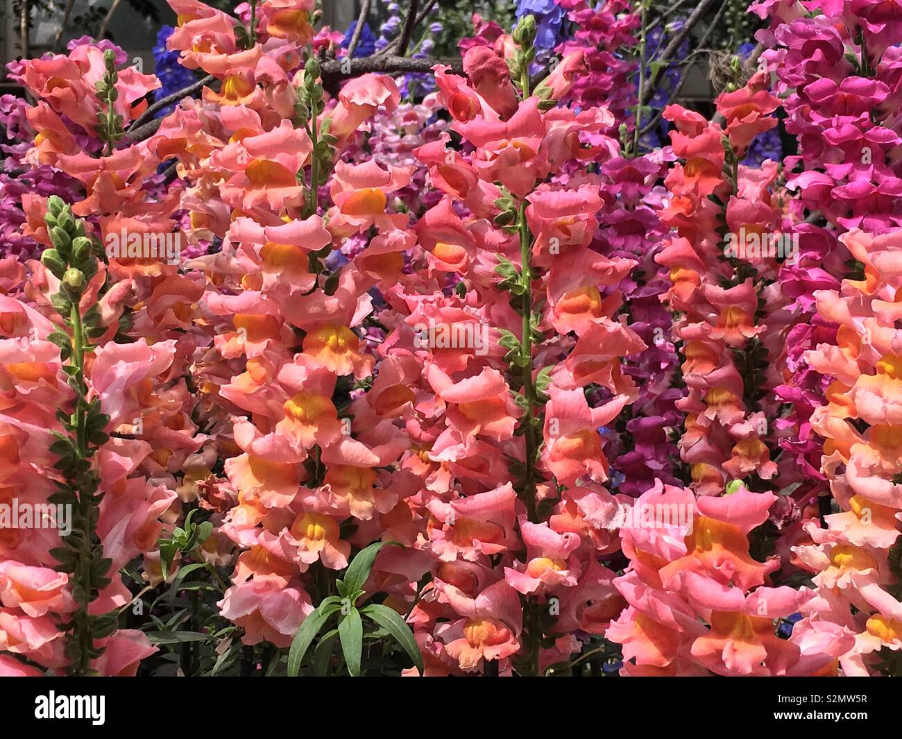 Foresta di perfetta arancione e rosa torri di bocca di leone fiori in piena fioritura. Foto Stock