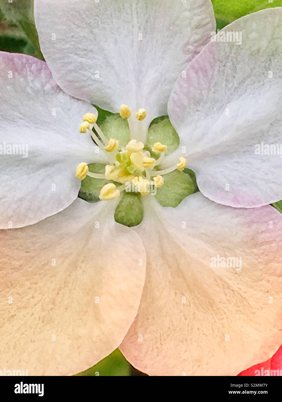 Bella full frame di primo piano a bianco apple blossom sull'albero. - Immagine stock catturata con smartphone