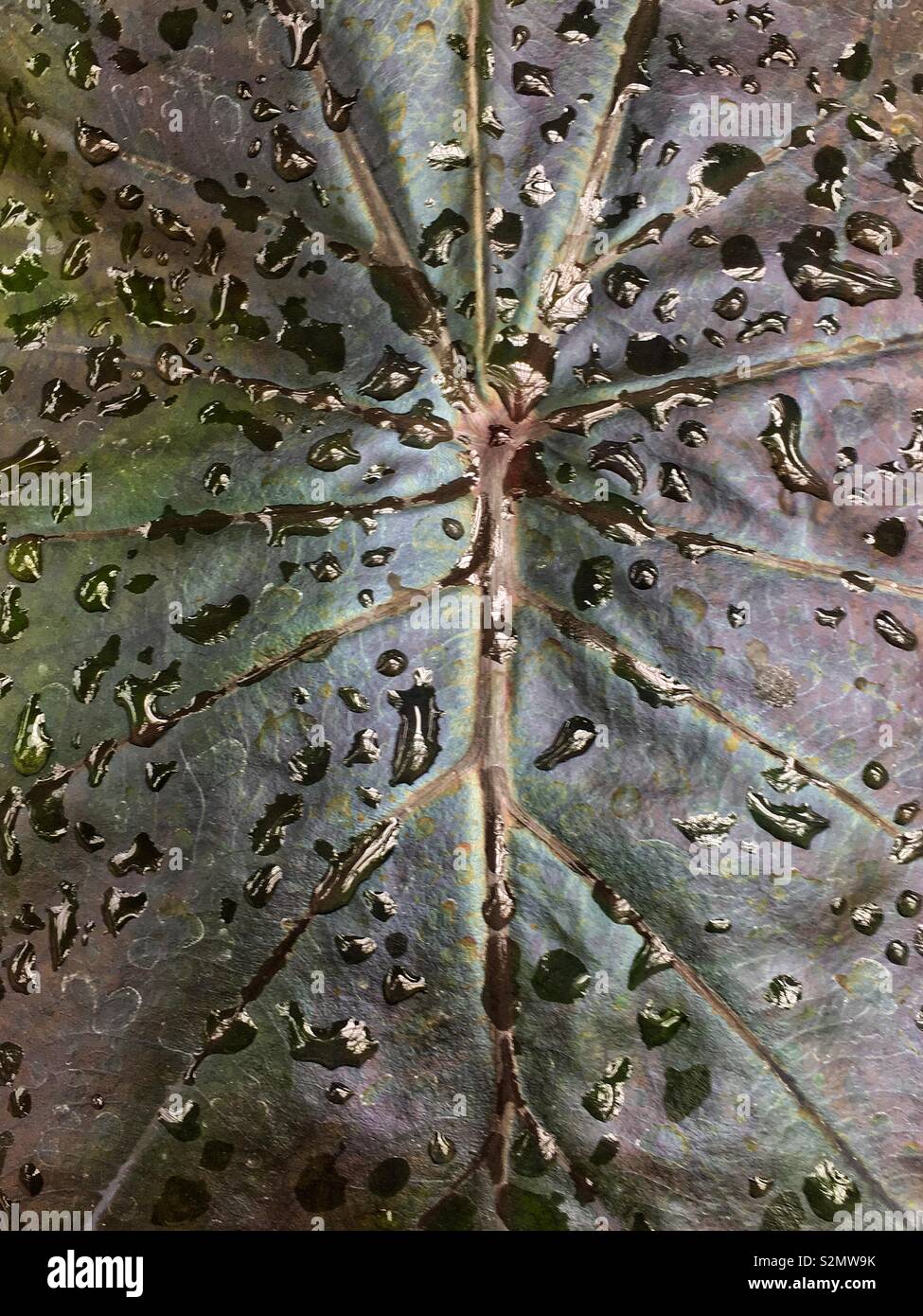 Perfetta foglia dal nero impianto caladium con gocce di pioggia durante un giorno di pioggia. Foto Stock