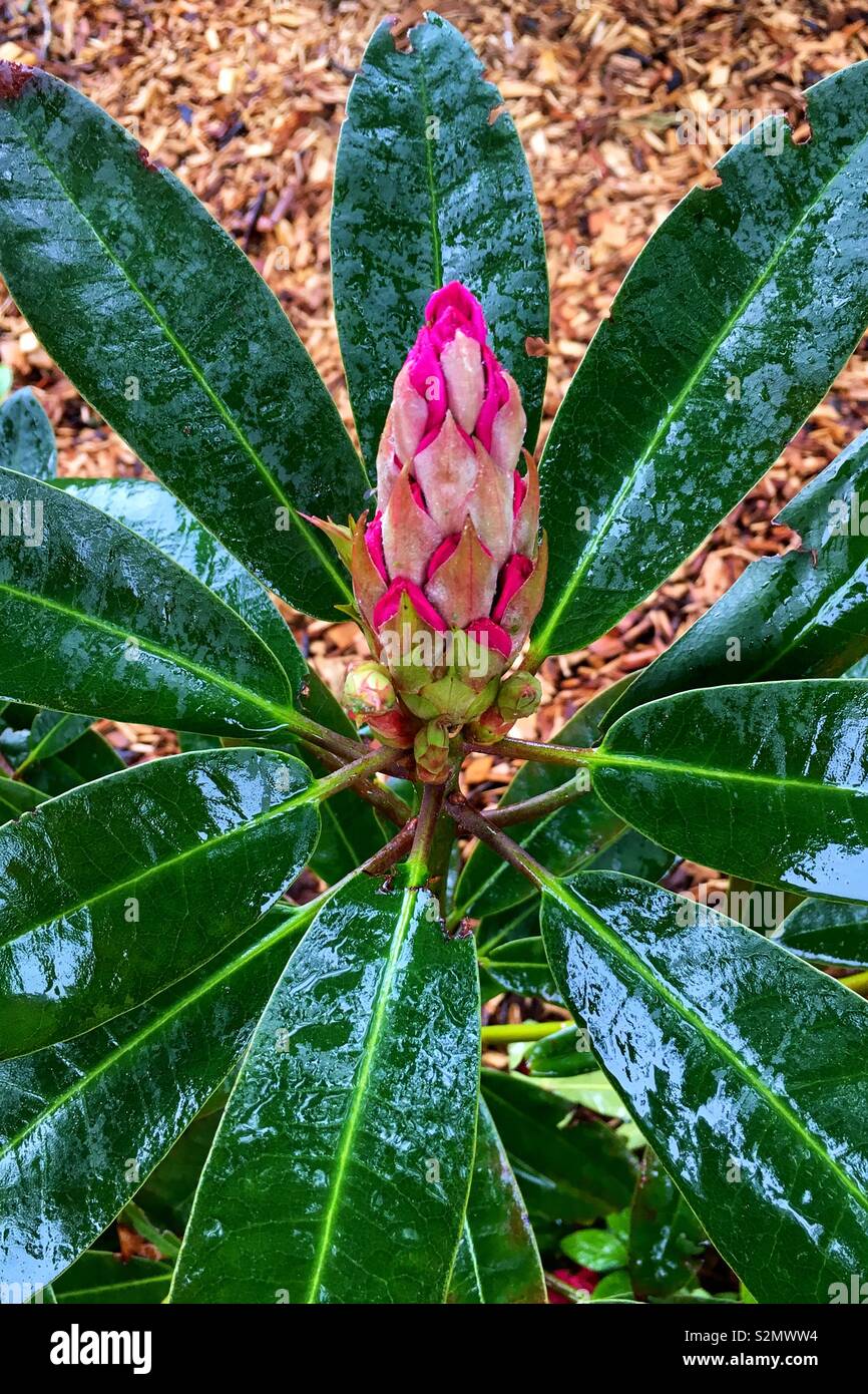 Rododendro Rosa Magenta Foto Stock