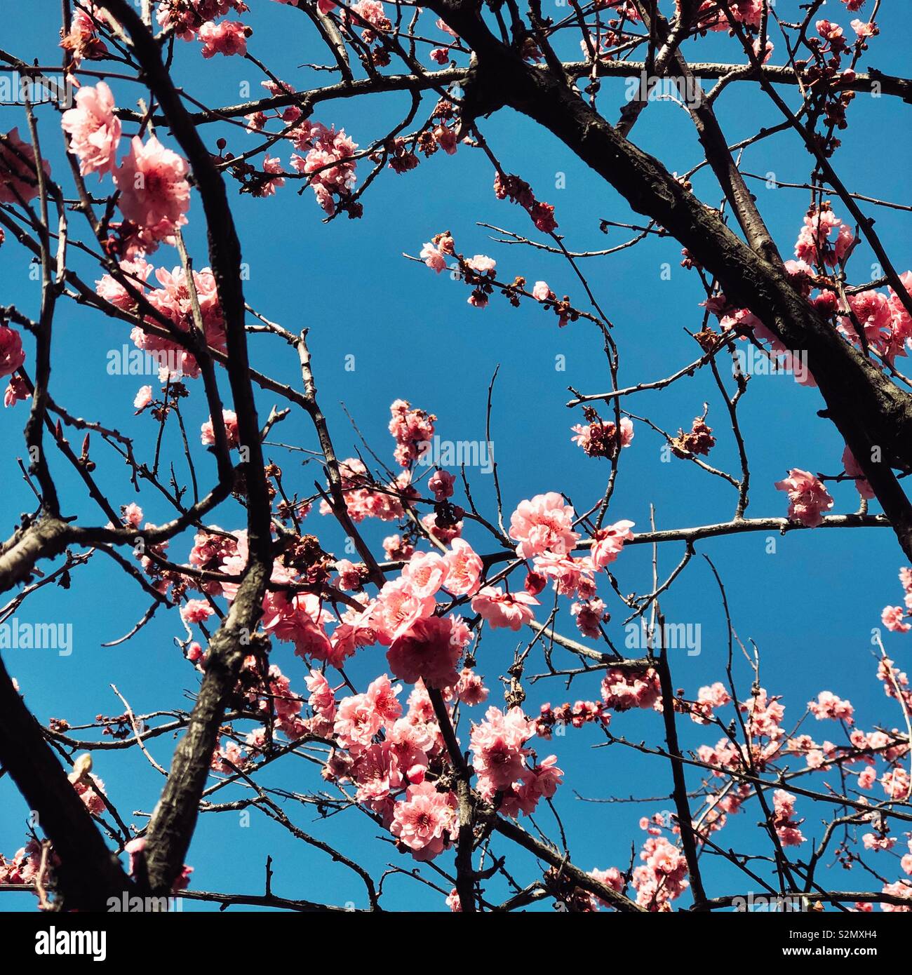 Fioriture primaverili guardando come Van Gogh pittura Foto Stock