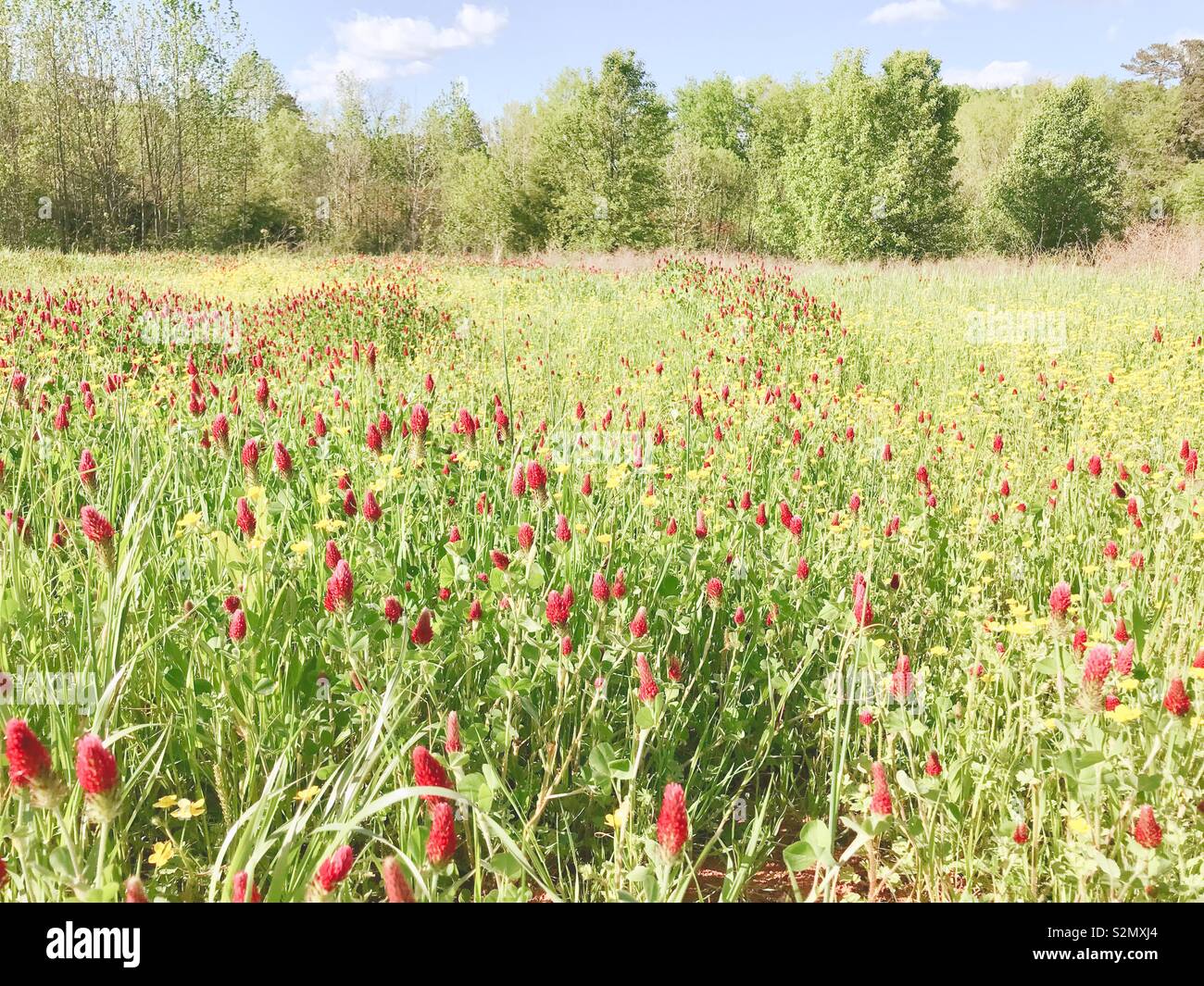 Foto di color pastello di trifoglio di cremisi fioritura rosso in North Carolina prato, può Foto Stock