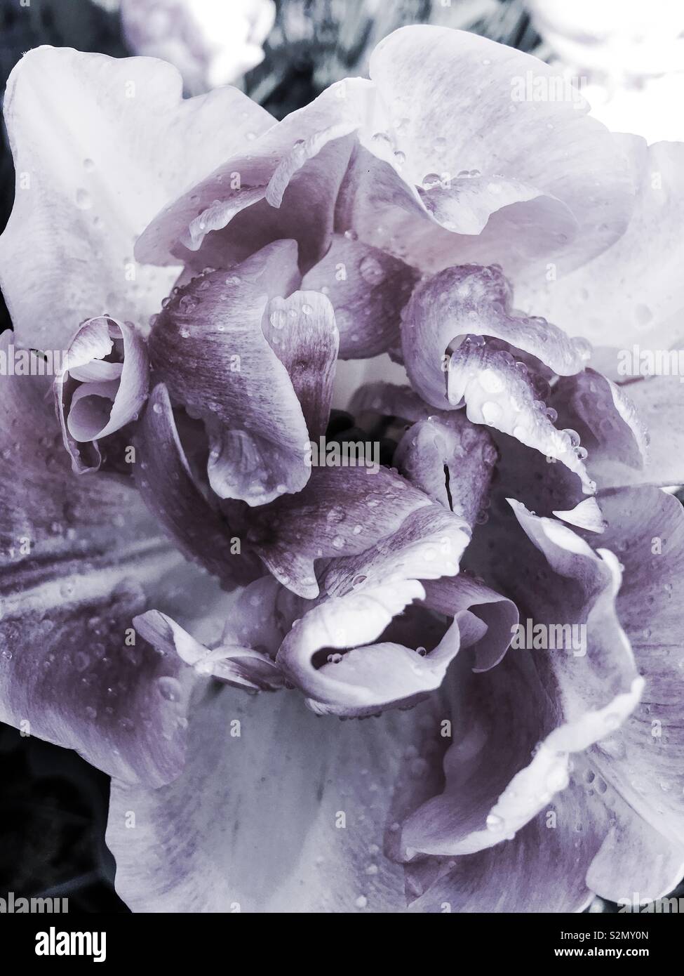 Le goccioline di acqua / dewdrops su tulip petali dopo la doccia a pioggia, dissaturato macro close-up. Foto Stock