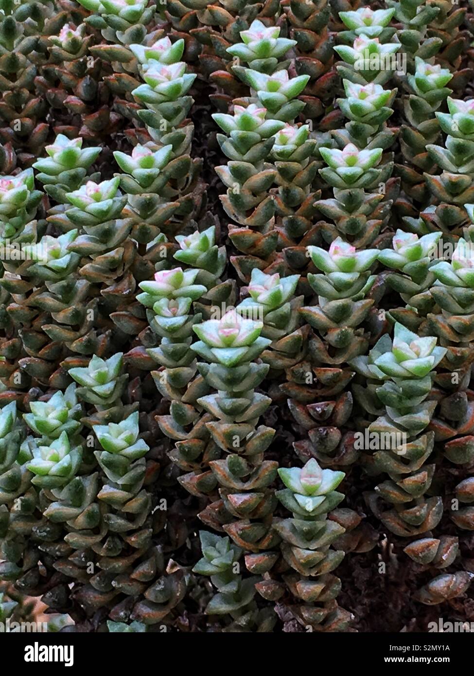 Super cute deserto succulente piante che crescono in una colonia piena di torri. Foto Stock