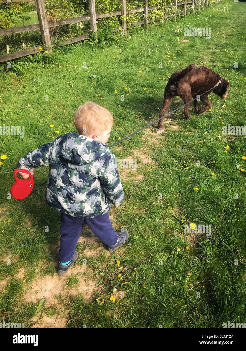 Bimbo di 2 anni a piedi una brown labradoodle cane su un filo retrattile. Medstead, Alton, Hampshire, Inghilterra, Regno Unito. Foto Stock