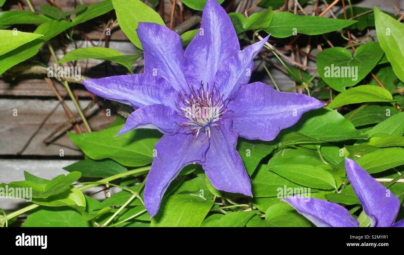 Fiore blu Foto Stock