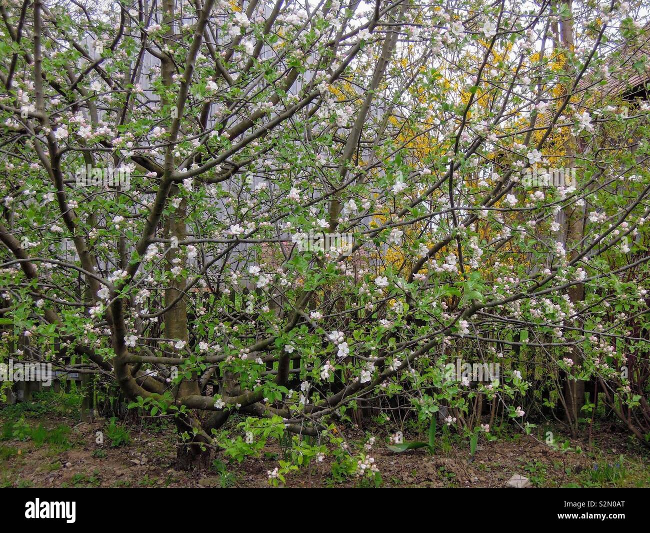Apfelblüte un knorrigem Baum Foto Stock