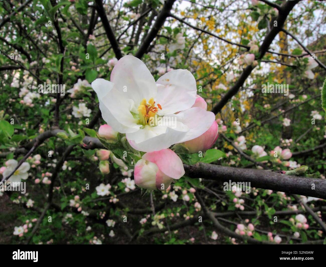 Apfelblüte Nahaufnahme Foto Stock