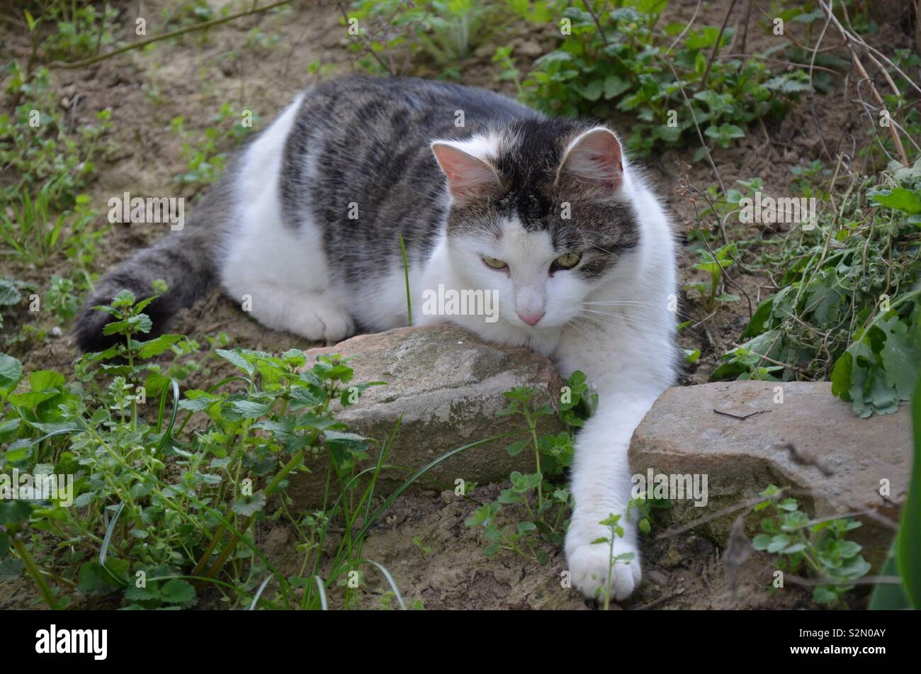 Katze im Garten Foto Stock