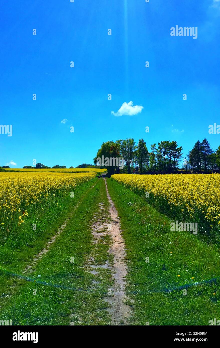Olio di colza giallo verde blu - Immagine stock catturata con smartphone