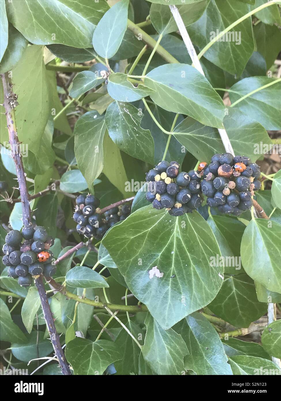 Coccinelle su bacche a Llangunnor Road, Carmarthen, Galles. Foto Stock