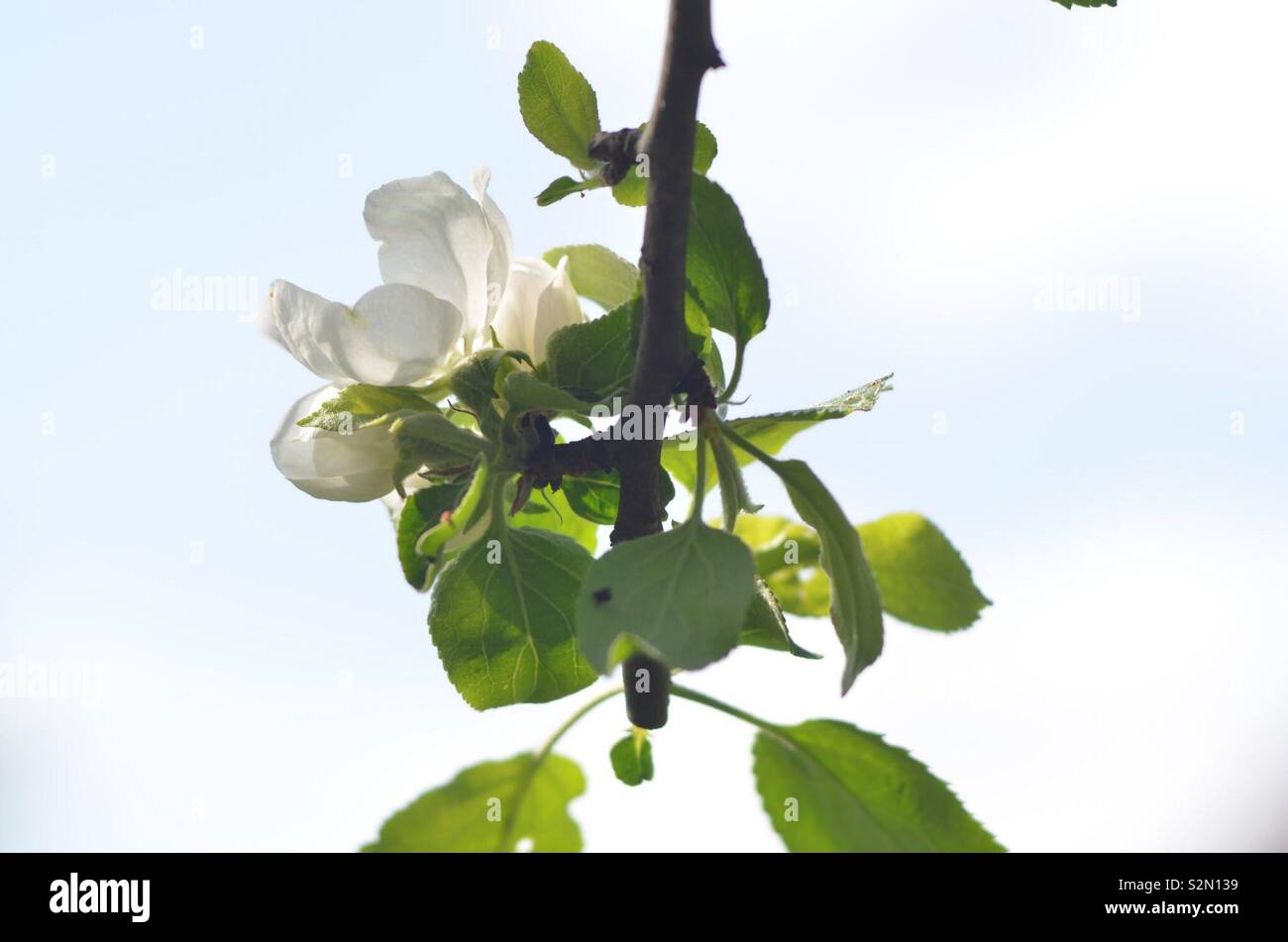 Apfelblüte Foto Stock