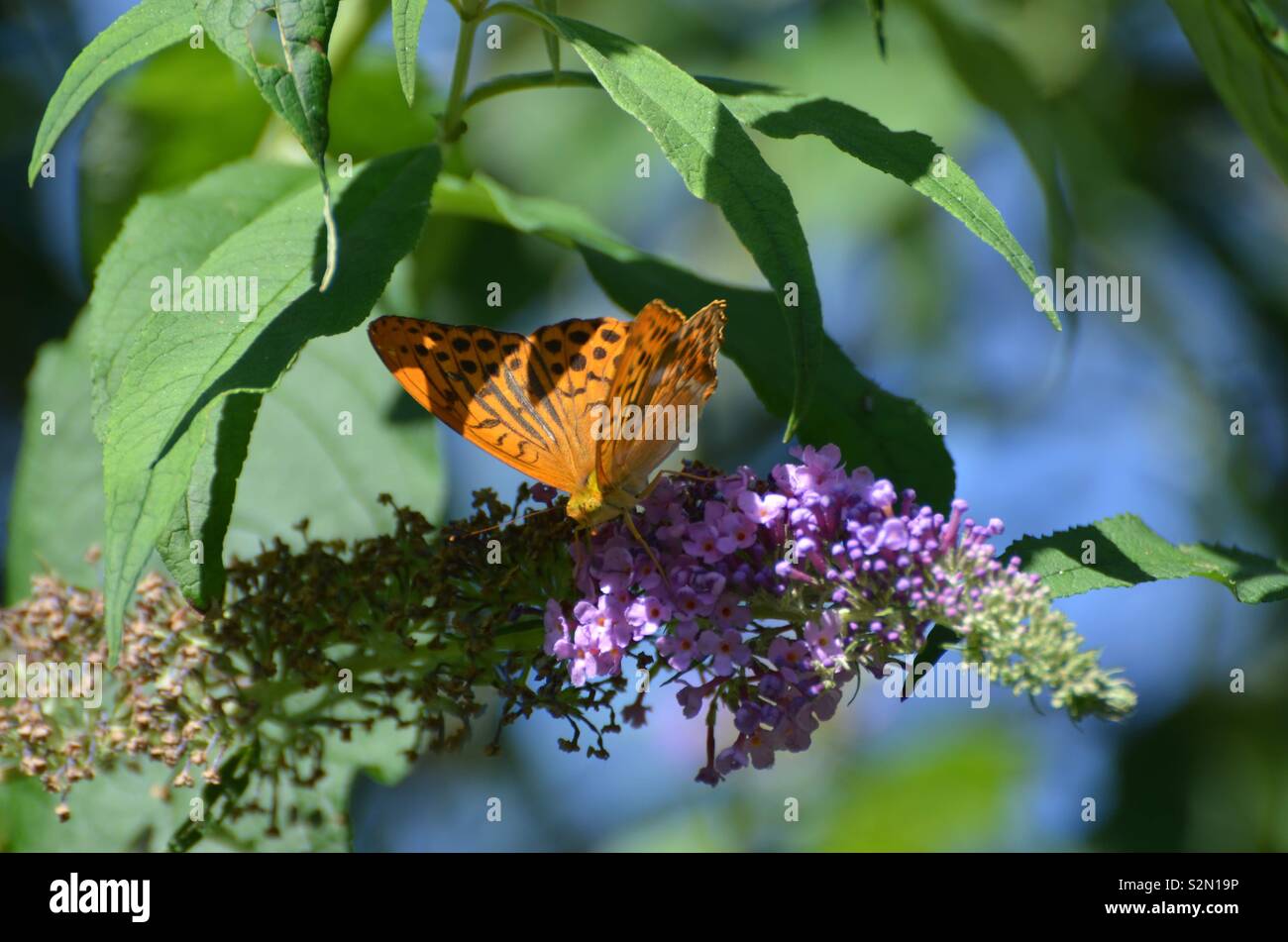 Kaisermantel auf Buddleia Foto Stock