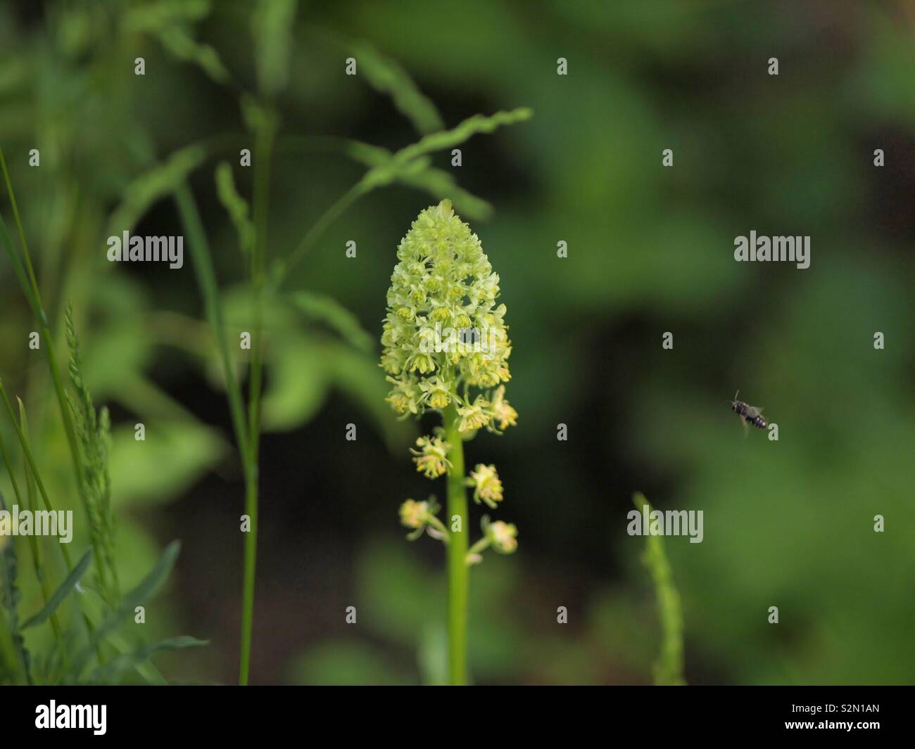 Wiesenblume mit Insekt im Anflug Foto Stock