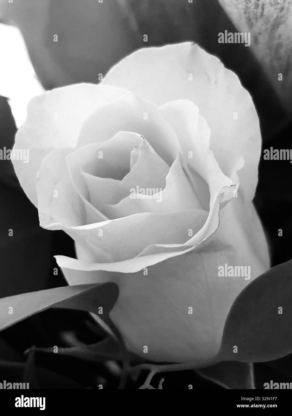 Single White Rose in bianco e nero Foto Stock