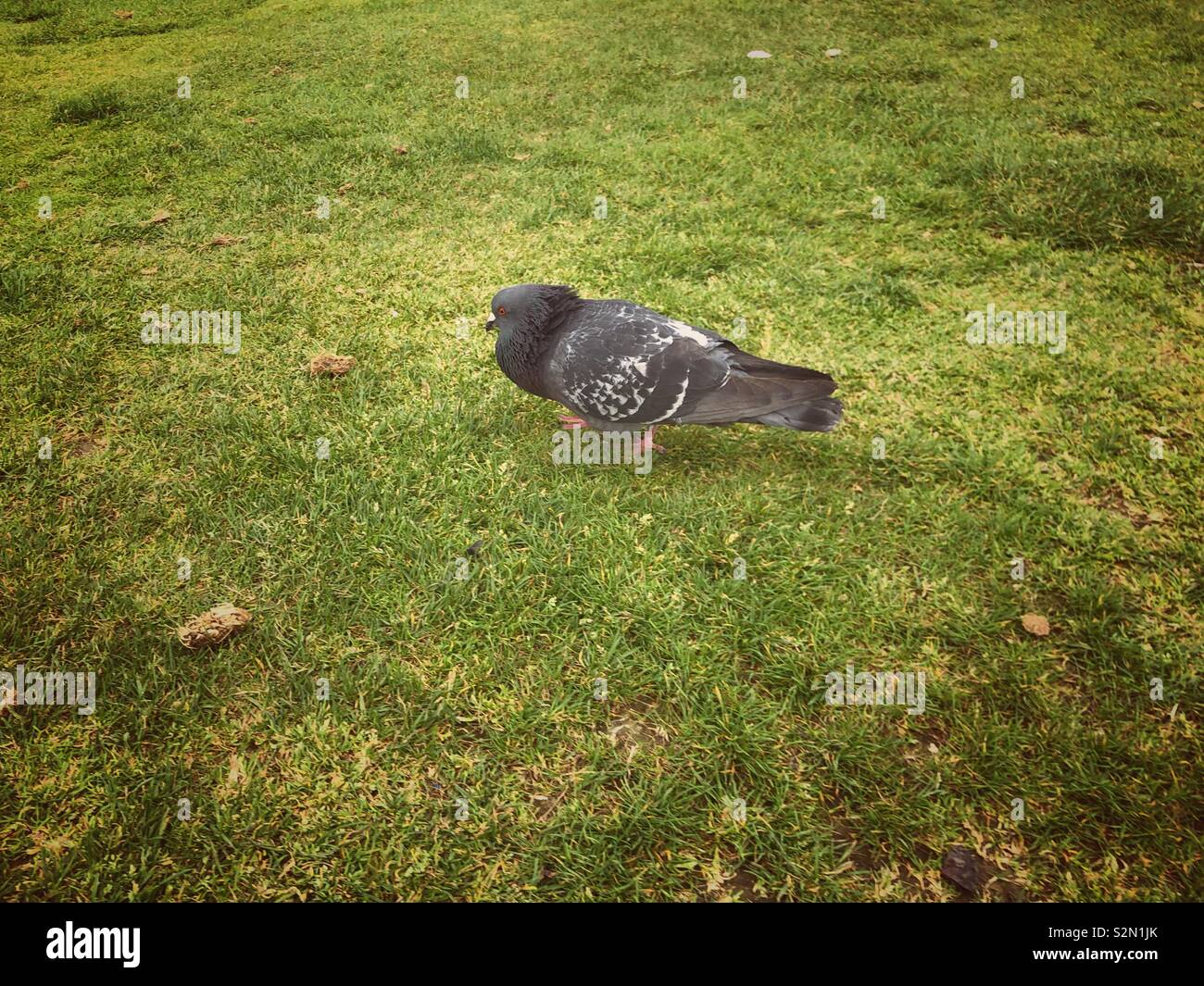 Assolo Foto Stock