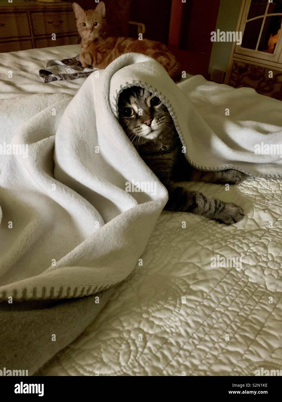 Due gatti dormono nel letto sotto e sopra le coperte. Accogliente e coccolato. Foto Stock