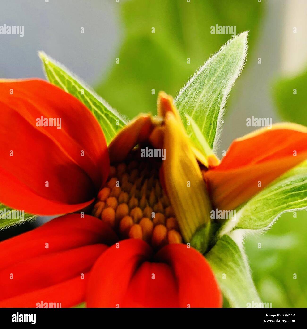 Torcia rosso fiori di girasole bud parzialmente aperta. Belle sfumature di arancione in fiore e illuminato, leggermente striato sepali di colore verde. Foto Stock