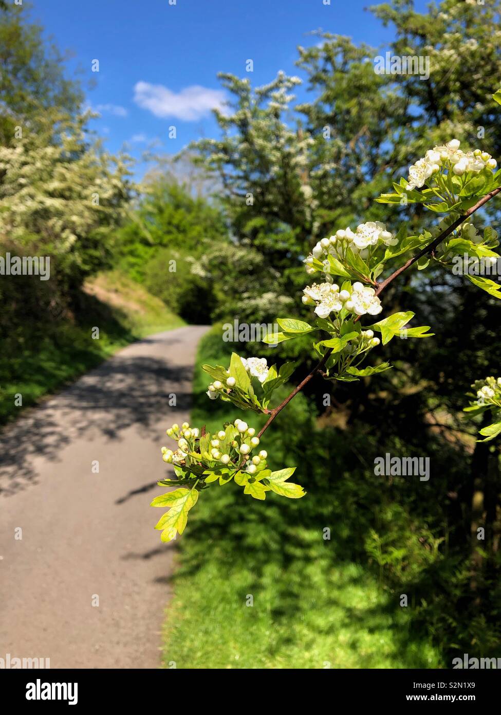 Prugnolo blossom crescente al fianco di un vicolo del paese, il Galles, maggio. Foto Stock
