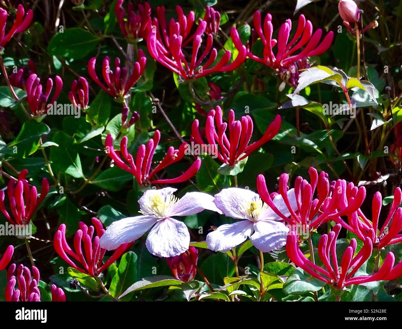 Caprifoglio e clematis fiori Foto Stock