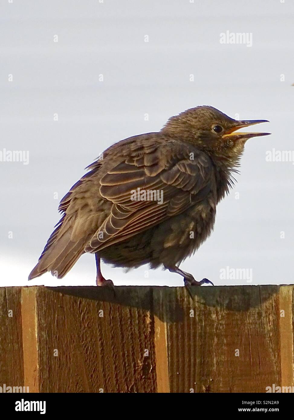 Giovani starling bird arroccato su una recinzione Foto Stock