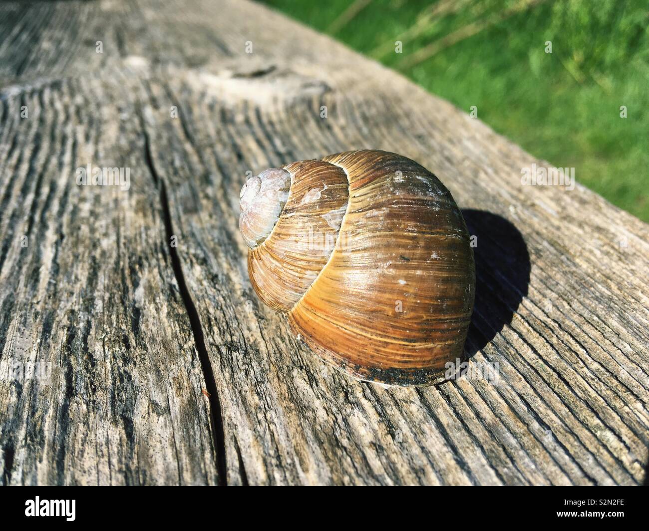 Lumaca su una superficie in legno al sole Foto Stock