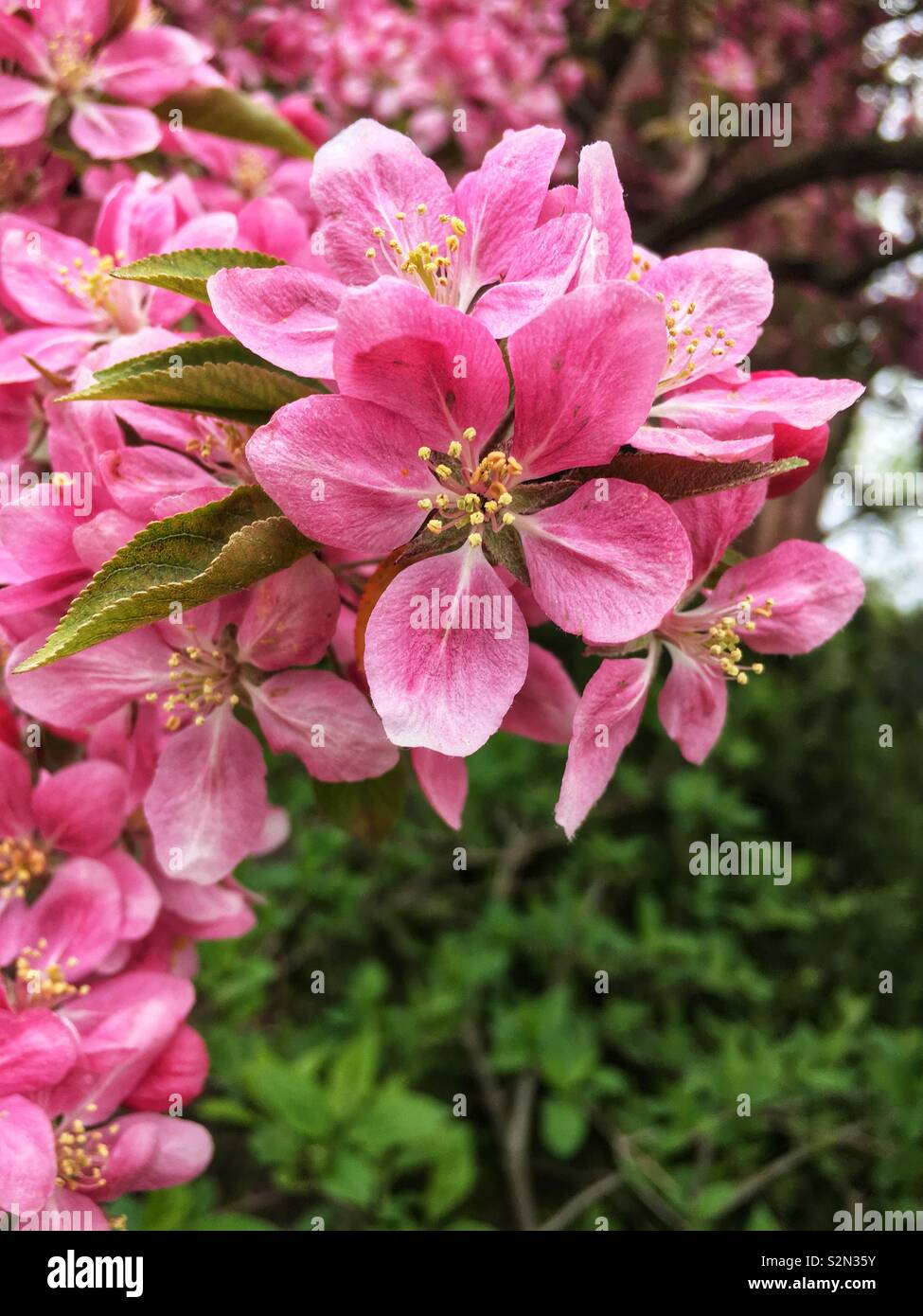 Bellissima perfetta spring pink melo fiorisce. Foto Stock