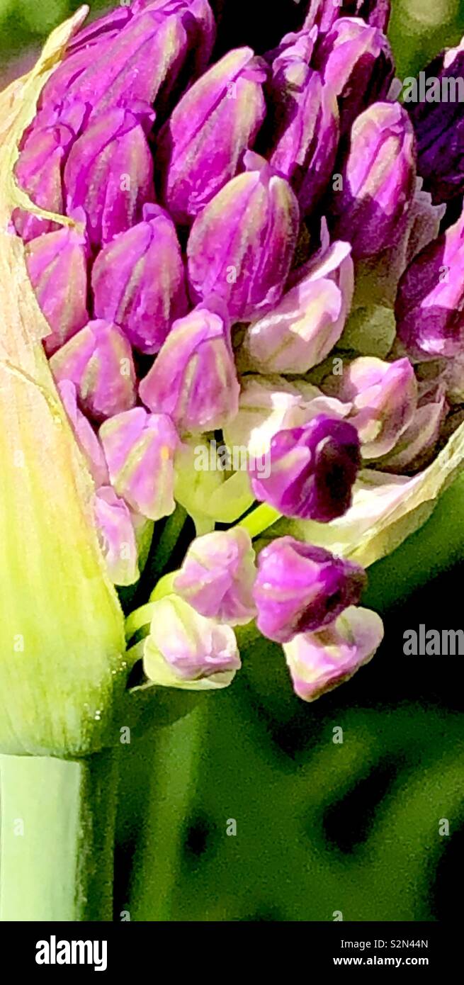 Close-up allium gemme Foto Stock