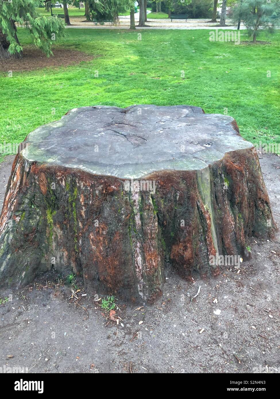 Taglio ad albero presentando età di cento anni e più, Parc Des Bastions , Ginevra Svizzera - Immagine stock catturata con smartphone