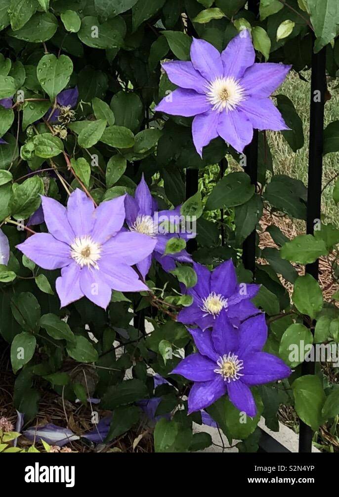 Blooming clematis vine con diversi fiori viola Foto Stock