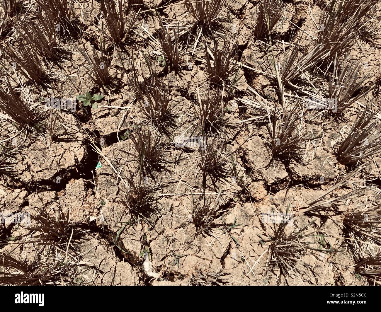 Lanao del Sur, Filippine. Raccolti di riso appassì dall'El Nino o il fenomeno della siccità. Aziende agricole di riso sono pesantemente danneggiata dalle estreme e calda stagione umida che colpiscono il raccolto di lottare per gli agricoltori. Foto Stock