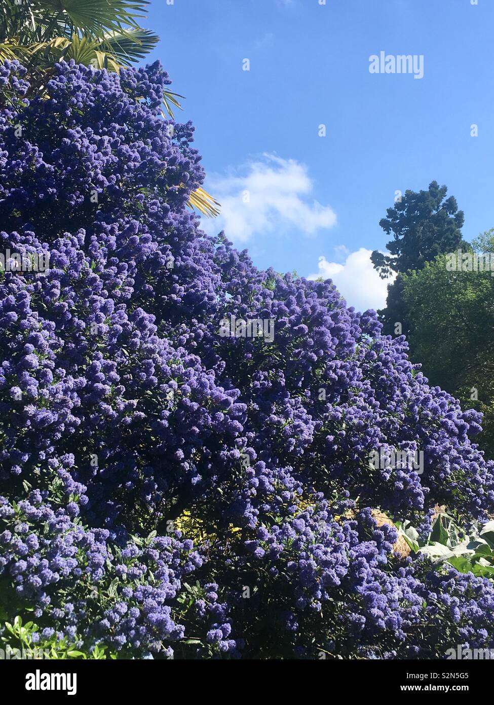 Californian Lilla - blu fiore ceanothus thyrsiflorus fiori Foto Stock