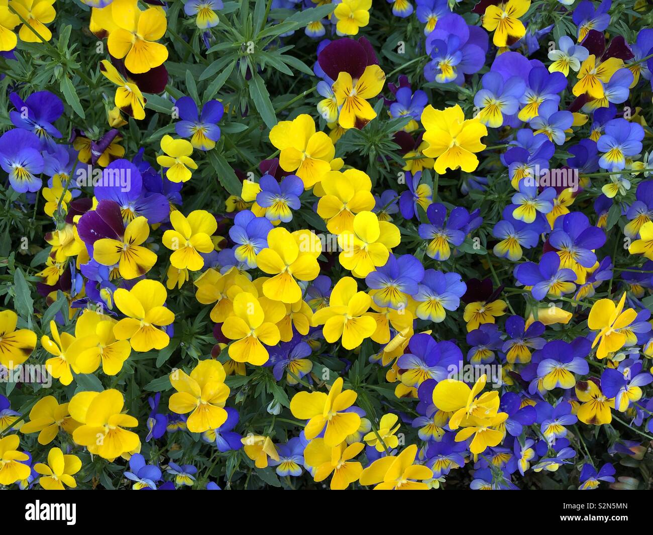 Bella violette di primavera in fiore sul cappuccio Ferat vicino a Nizza in Francia. Foto Stock