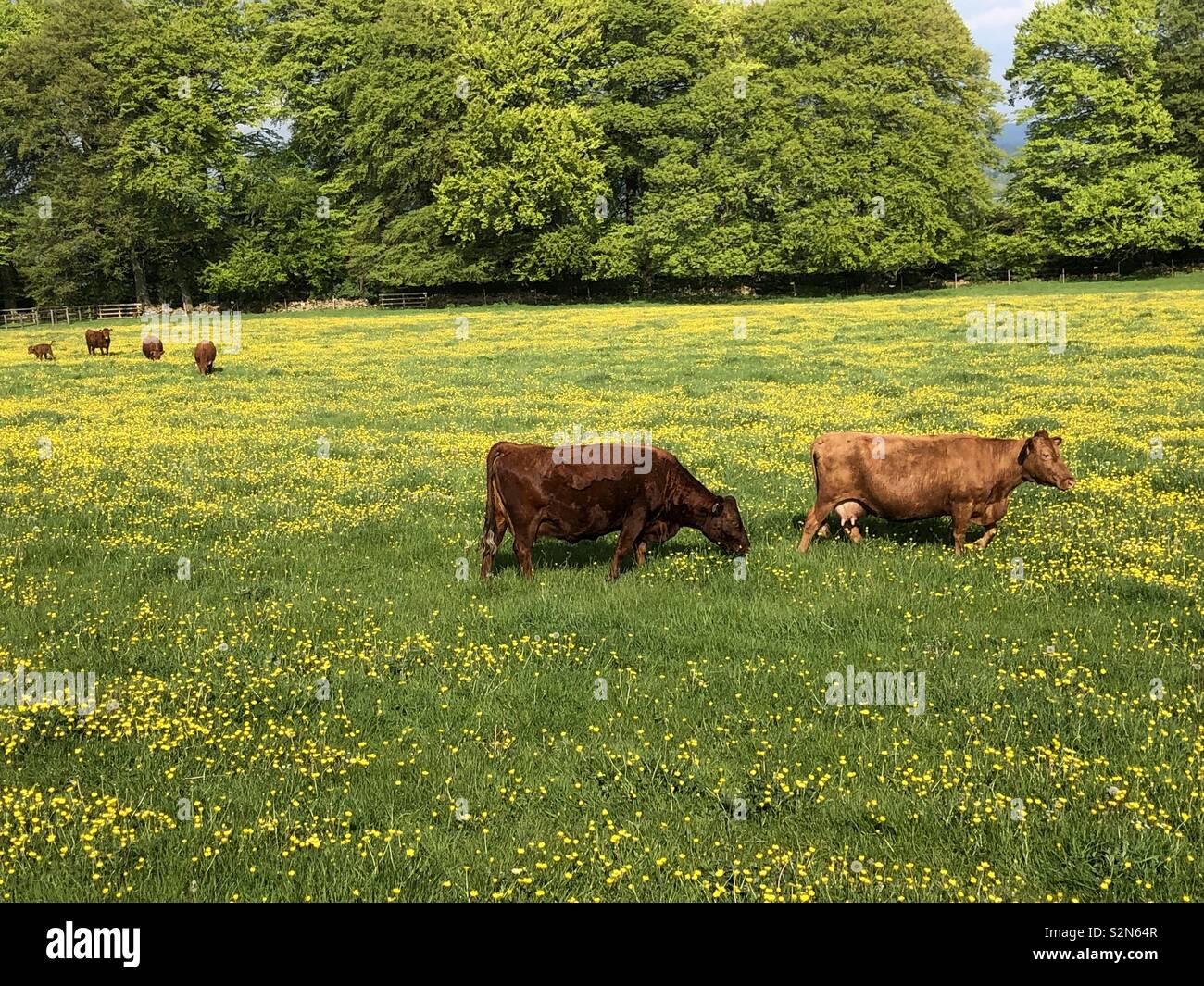 Immagine di un idillio pastorale con un colore bellissimo Guernsey vacche in un lussureggiante verde prato pieno di golden renoncules in Cotswolds nella primavera del sole. Foto Stock