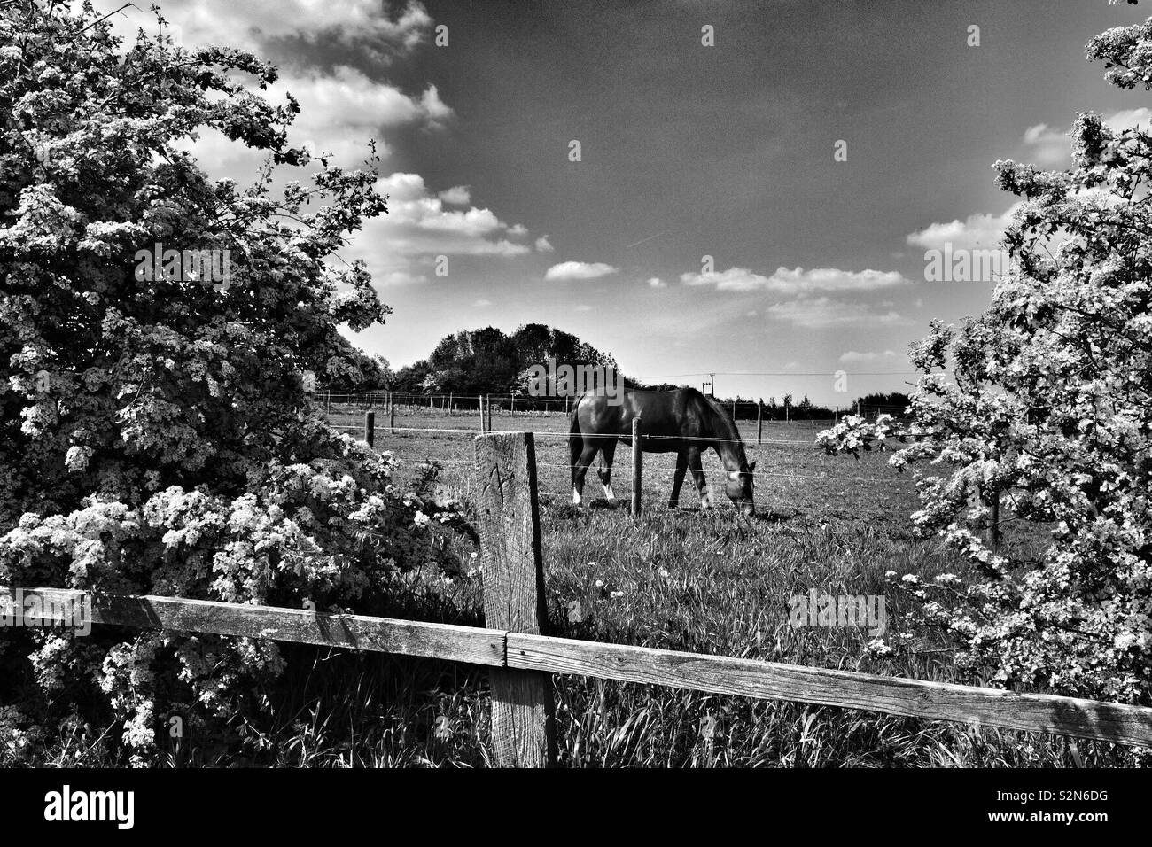 Il cavallo in un campo monocromatico Foto Stock