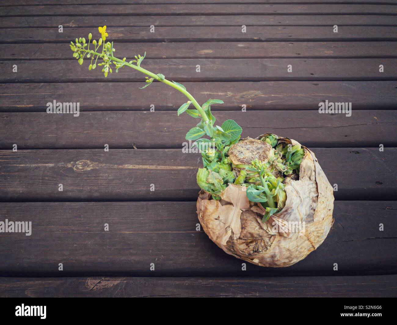 Vecchia cavolo marcio focaccia con il giovane germoglio di fiore Foto Stock