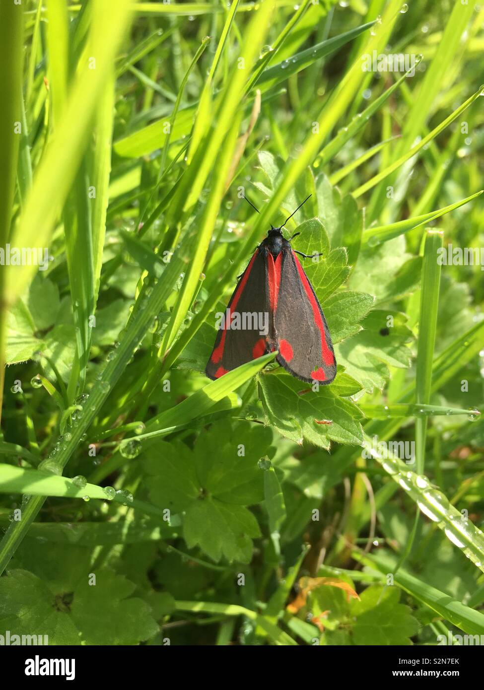 Butterfly rosso e nero su un'erba Foto Stock