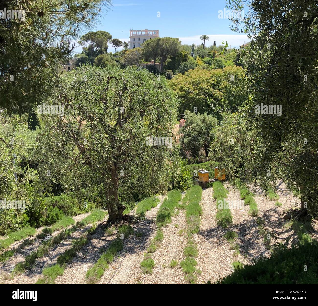 Tradizionale giardino toscano a Villa Ephrussi, Cap Ferrat, con alberi di olivo, lavanda e alveari. - Immagine stock catturata con smartphone