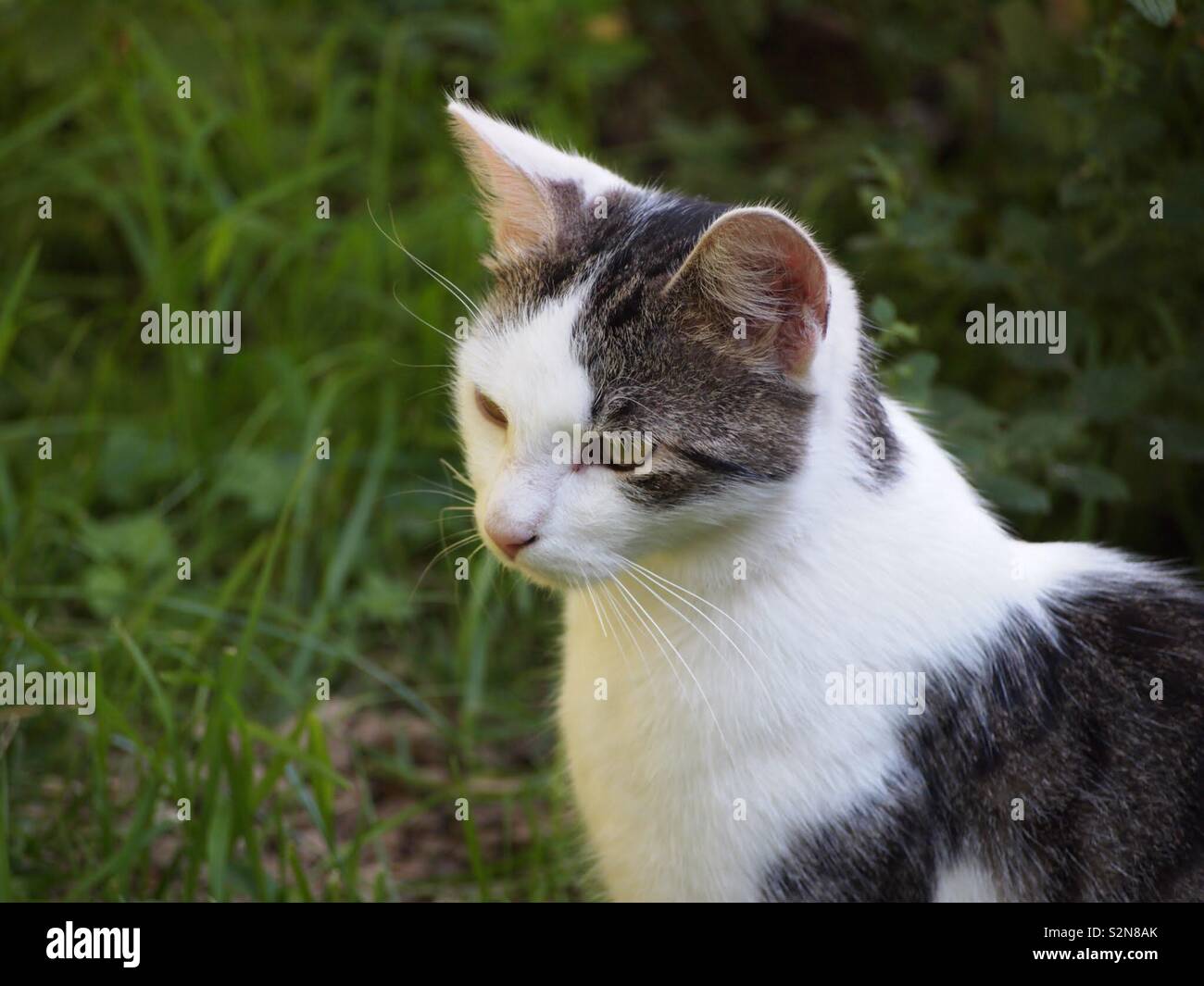 Katze in Nahaufnahme Foto Stock