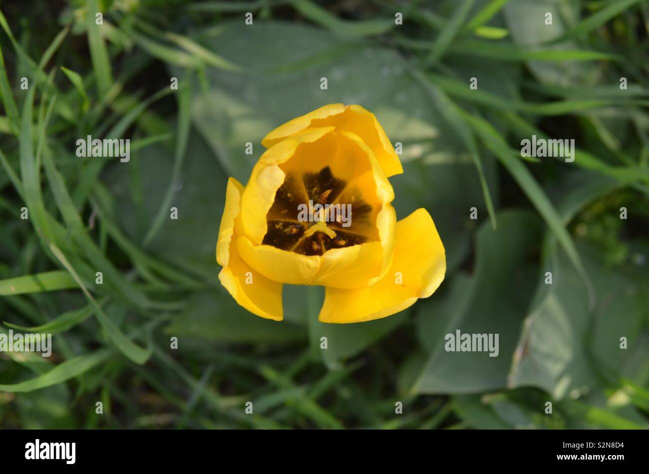 Gelbe Tulpe Foto Stock